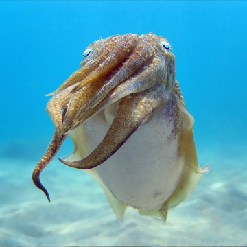 Common Cuttlefish image