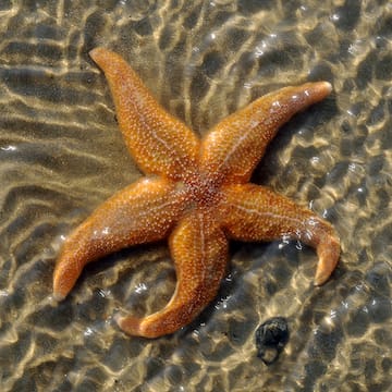 Common Starfish image