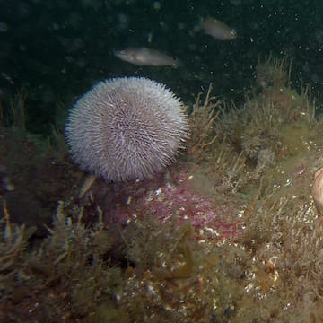 Edible Sea Urchin image