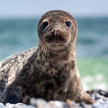 Grey Seal image