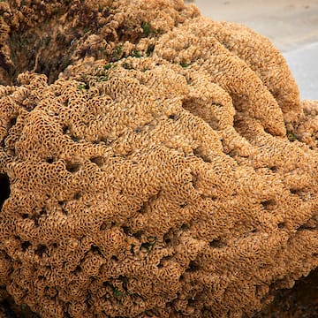Honeycomb Worm image