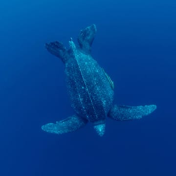 Leatherback Turtle image