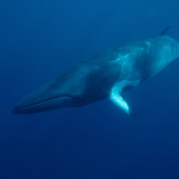 Northern Minke Whale image
