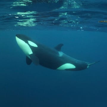 Orca image