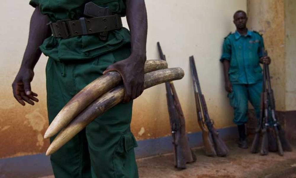 Targeting illegal wildlife trade