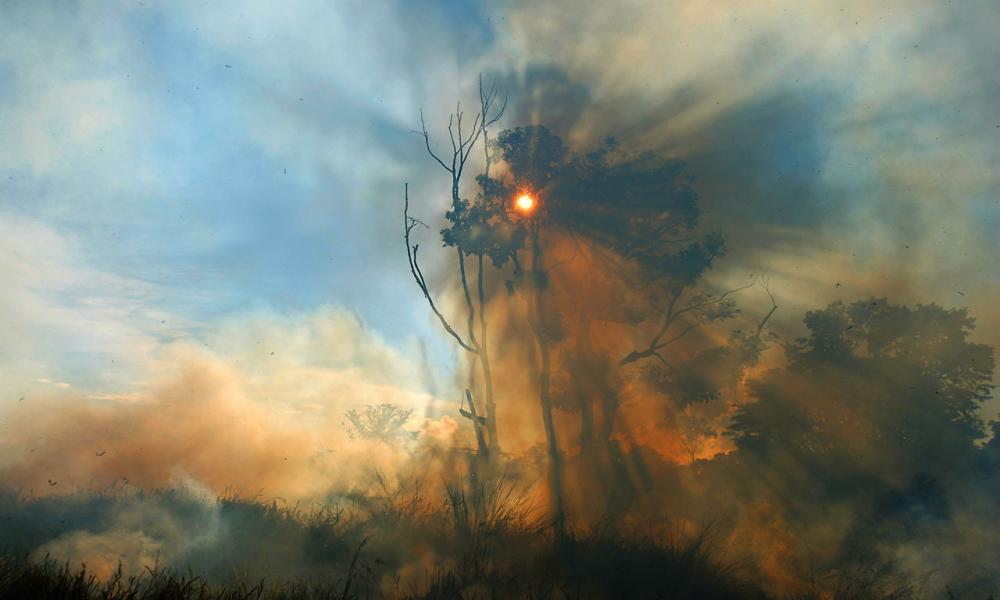 Brazil's forest emergency - sign the Dilma petition today!