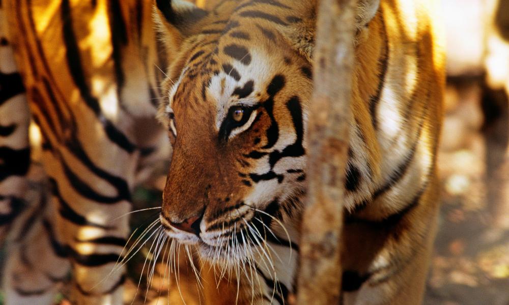 Indian tiger looking to the left Thumbnail