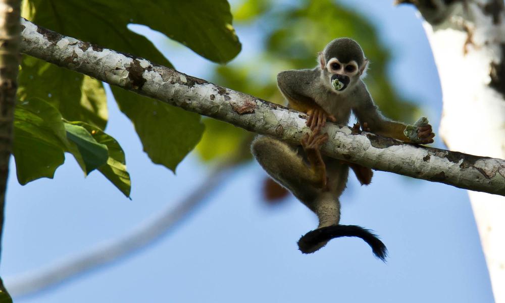 Squirrel Monkey eating in a tree Thumbnail