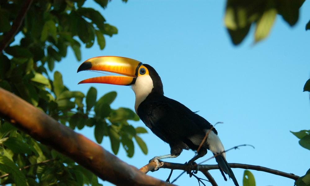 Toco Toucan, Bolivian Pantanal, Bolivia. Thumbnail