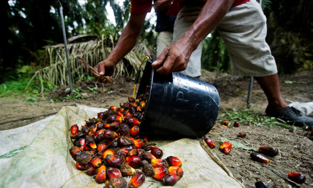 Palm oil being harvested Thumbnail