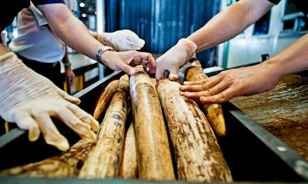 Seized shipment of elephant tusks Thumbnail