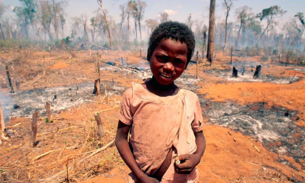 Young boy in forest burnt for cultivation. Madagascar Thumbnail