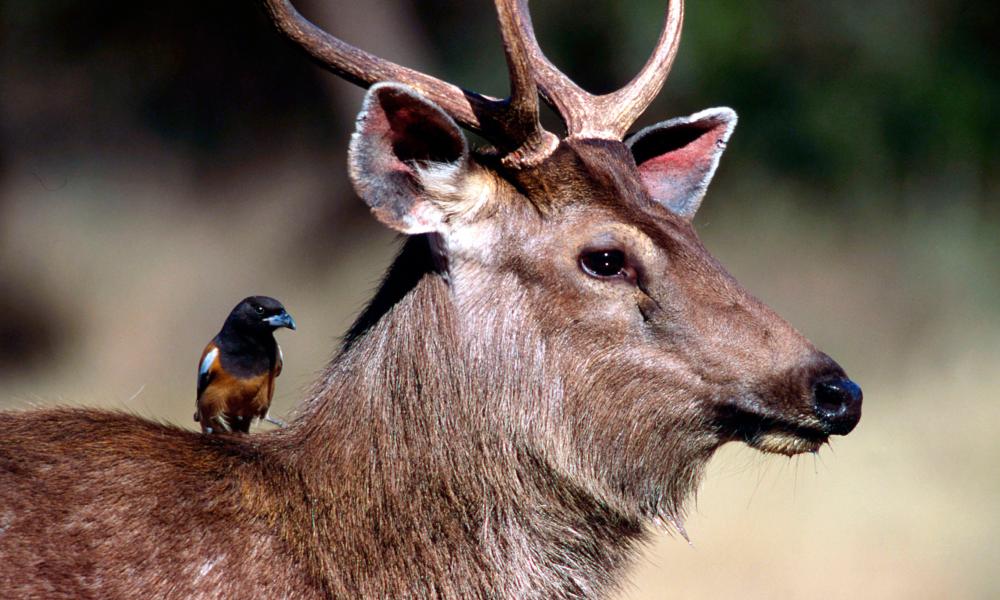 Sambar deer with a Treepie bird sitting on its shoulder Thumbnail