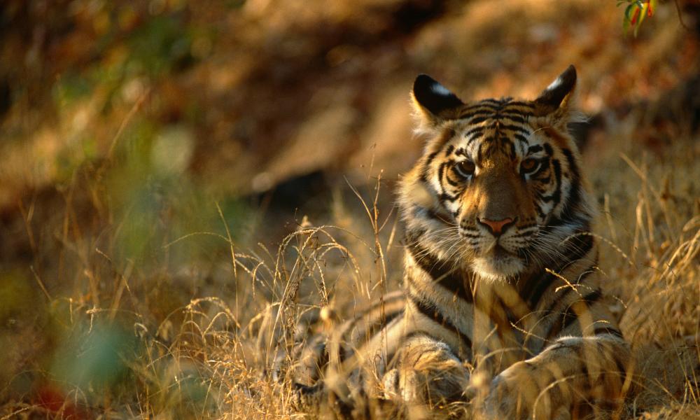 Bengal tiger resting - © Staffan Widstrand / WWF Thumbnail