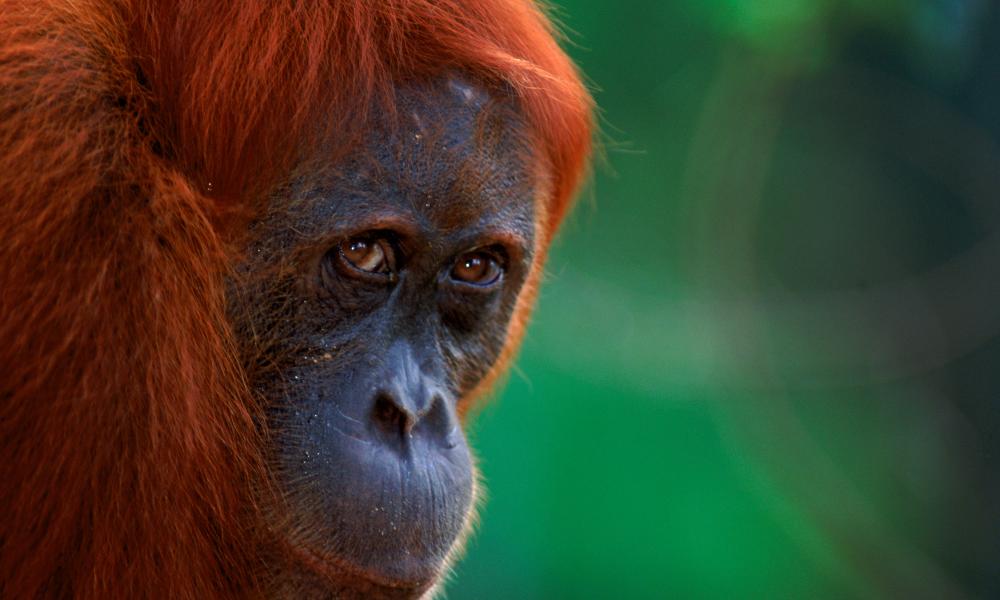 Sumatran Orang-utan looking over his sholder