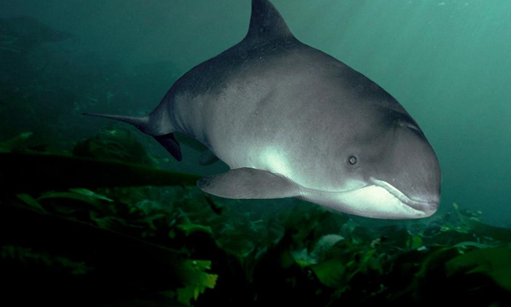 Harbour porpoise off Isle of Man