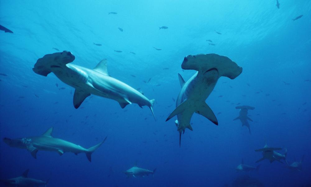 Shoal of scalloped hammerhead sharks Thumbnail