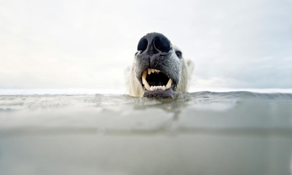 Polar bear submerged in water Thumbnail
