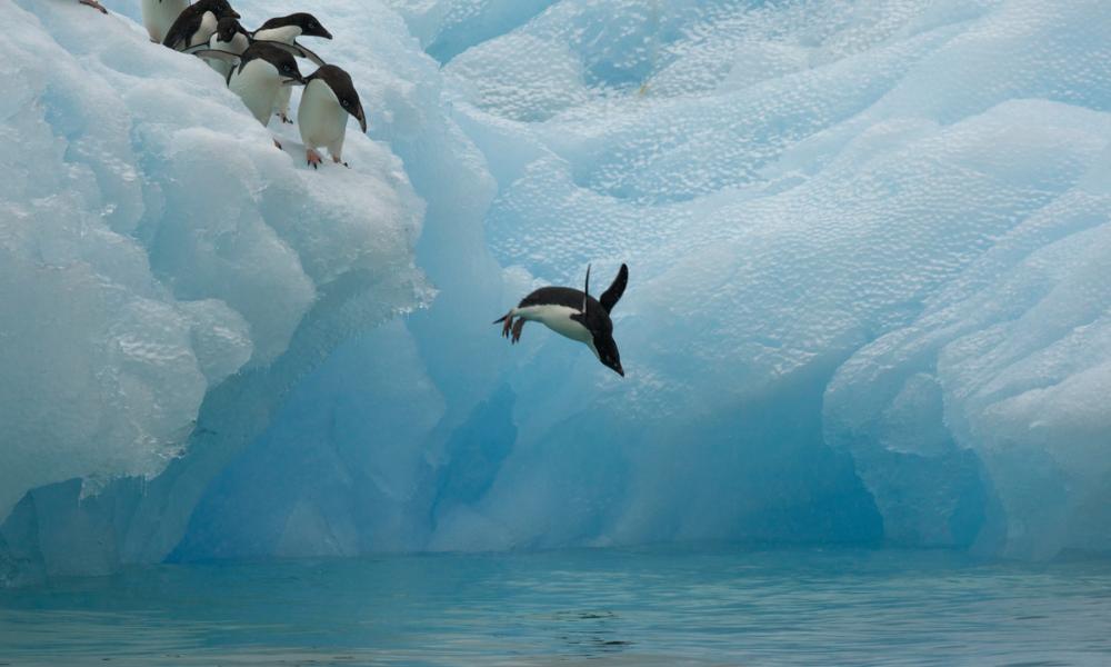 Adelie penguins (Pygoscelis adeliae) diving off iceberg, Antarctica, January Thumbnail