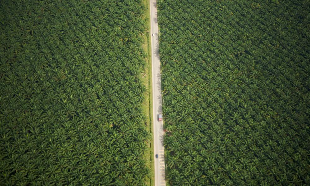 Aerial view of road running through oil palm plantation