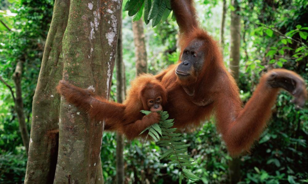 Sumatran orangutan mother and baby © naturepl.com / Anup Shah / WWF Thumbnail