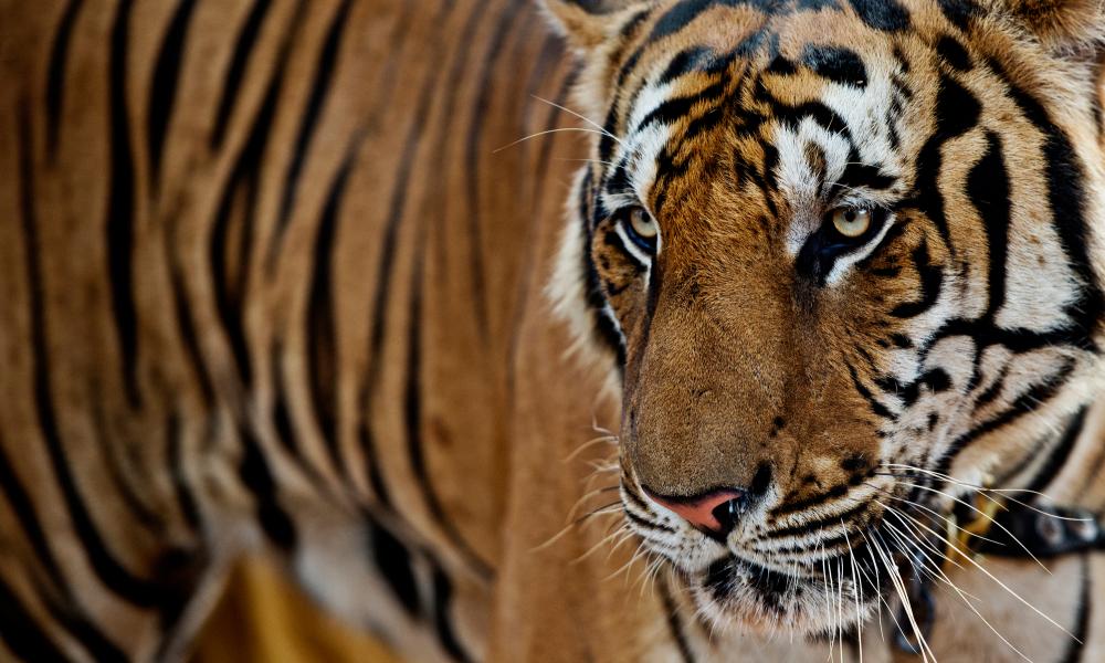 A tiger in the Kuchanaburi tiger temple, Thailand