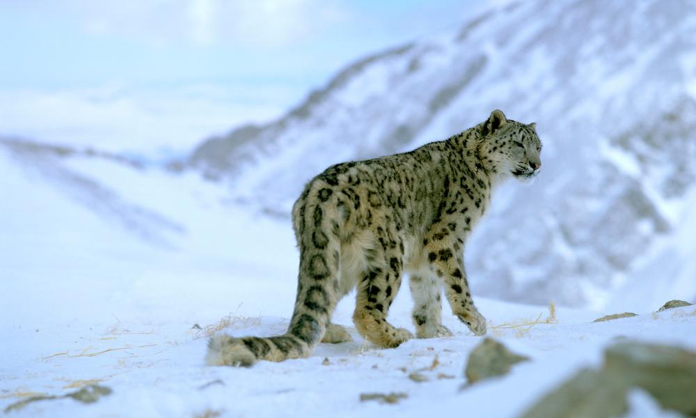 Snow leopard