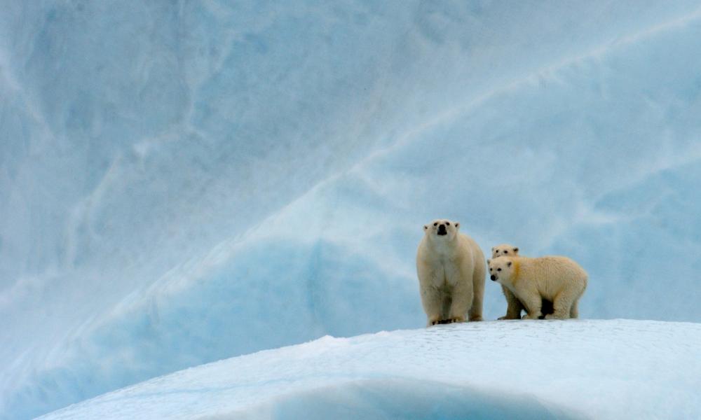 Polar bear female and her two cubs on an iceberg © naturepl.com / Eric Baccega / WWF Thumbnail