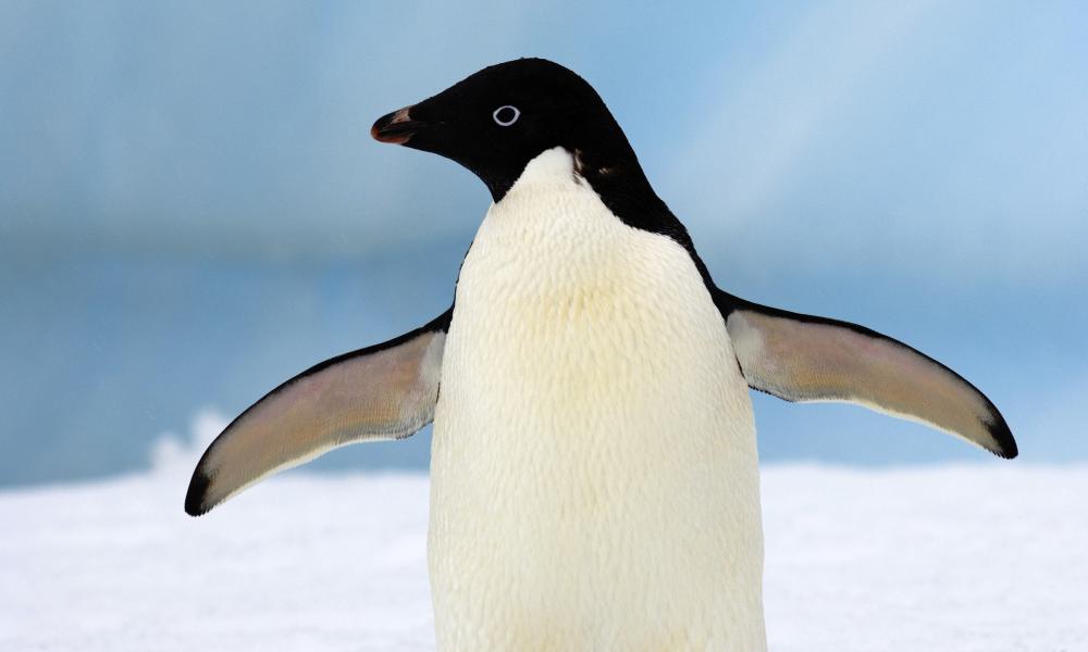 Adelie penguin facing left Thumbnail