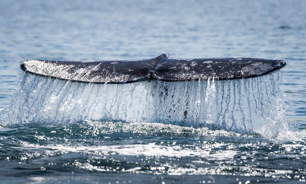 'Waterfall' - Gray Whale, San Ignacio Lagoon, Mexico Thumbnail