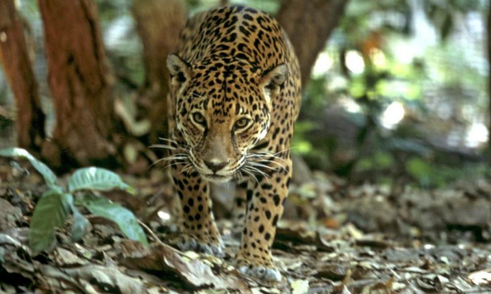 Jaguar walking through the forest