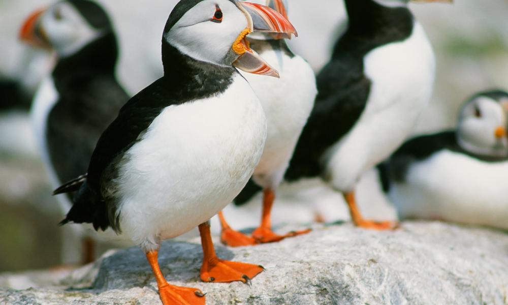 Puffins2