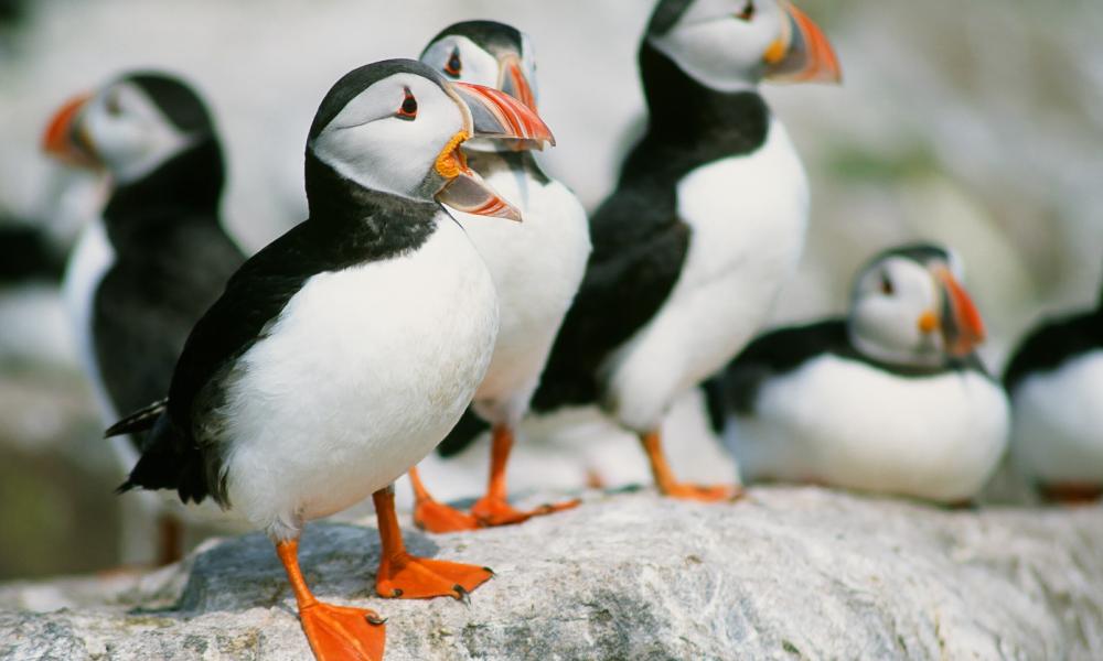 Atlantic puffins UK