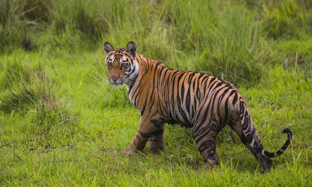 17 month old Bengal tiger cub in Bandhavgarh National Park, India