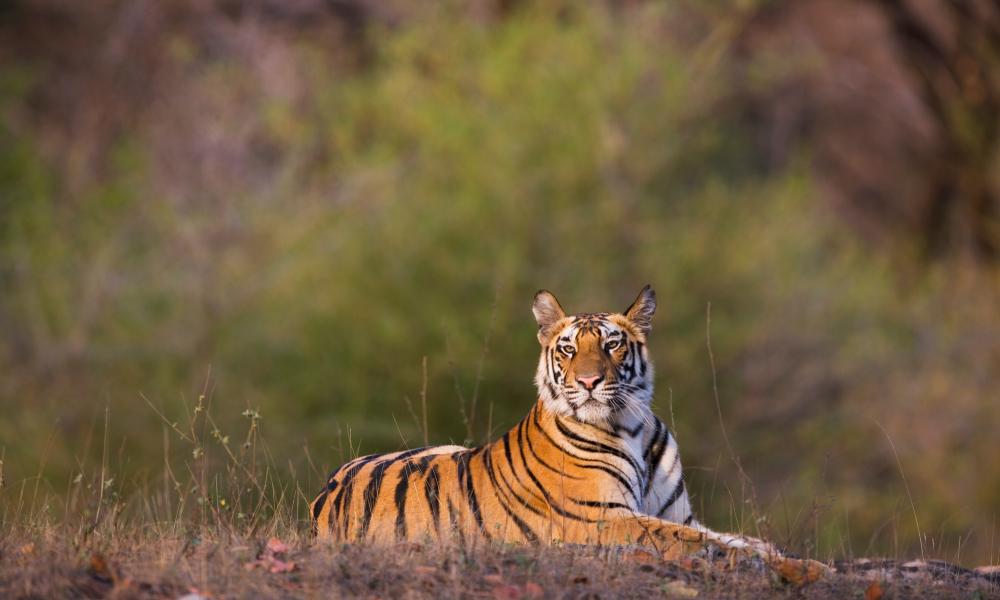 Bengal tiger cub in Bandhavgarh National Park, India