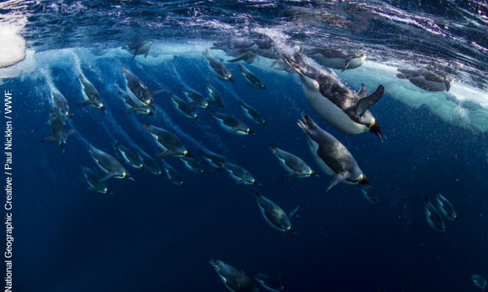Emperor penguins swimming in the Ross Sea Thumbnail