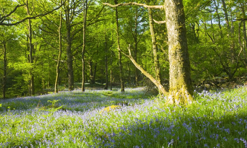 Bluebells in spring woodland Ambleside, Cumbria, UK.