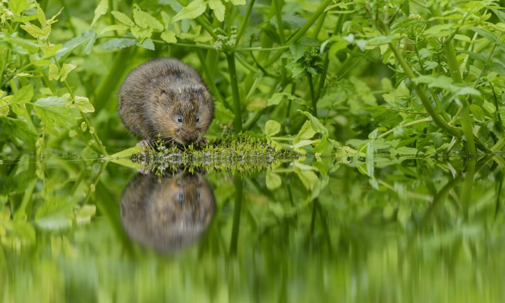 Water vole