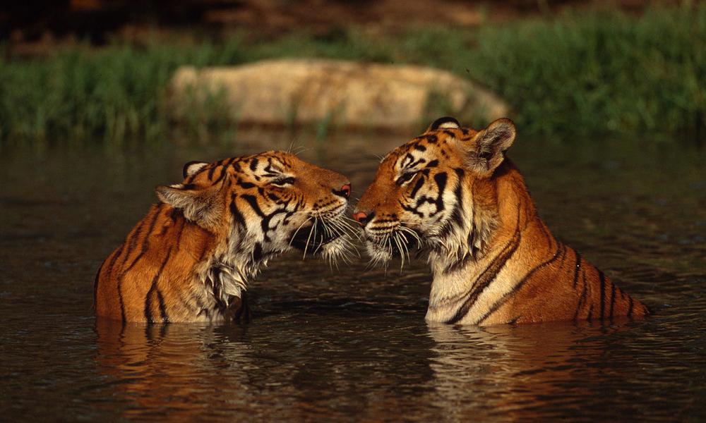 Bengal tigers Thumbnail