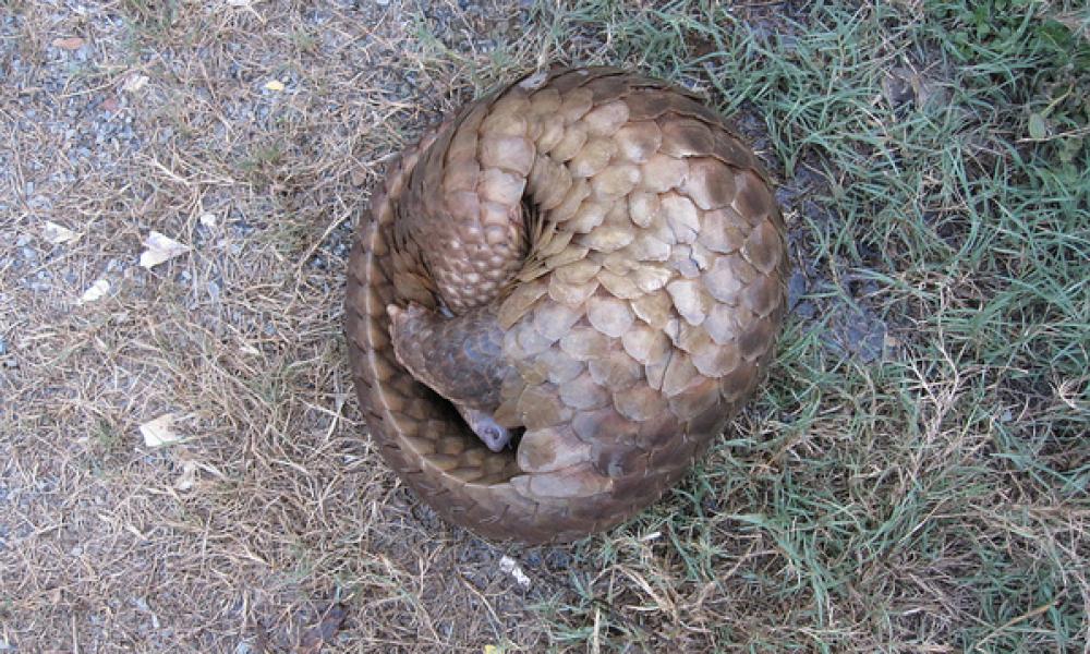 A pangolin curled up Thumbnail