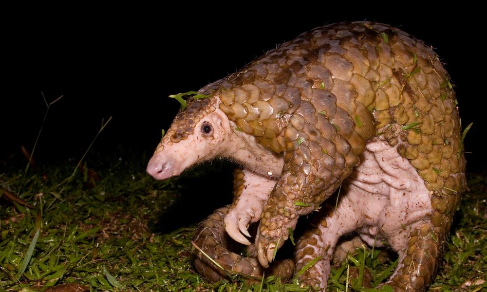 Pangolin smelling for danger Thumbnail