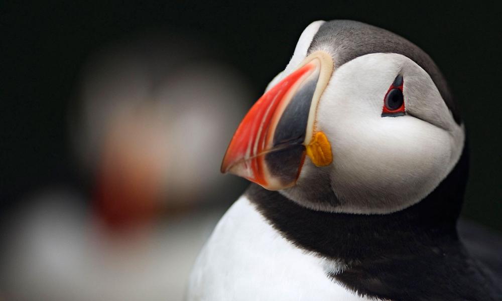Atlantic puffin (Fratercula arctica)