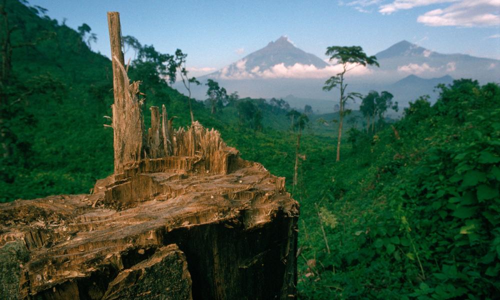 Deforestation Kenya tree in foreground Thumbnail