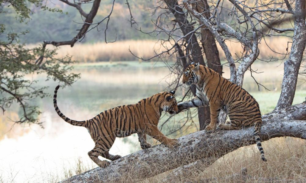 Two tigers on a tree