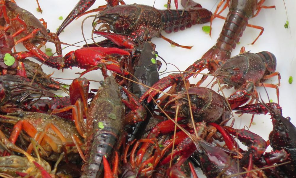 Red Swamp Crayfish
