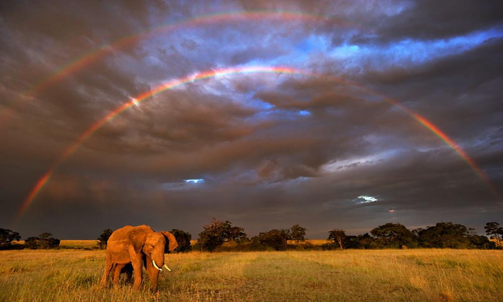 African elephant Thumbnail