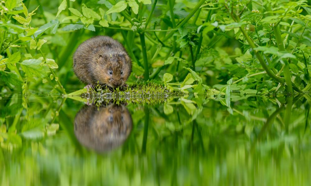 Water vole Thumbnail