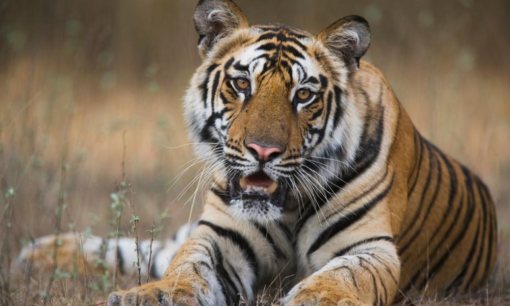 Tiger © Theo Allofs Thumbnail
