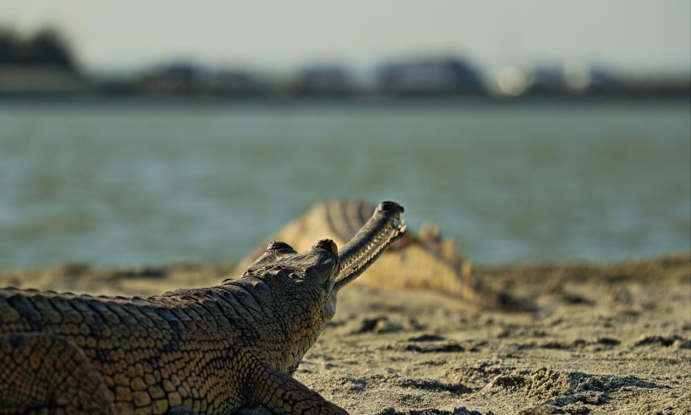 Gharial on the Ganga Thumbnail
