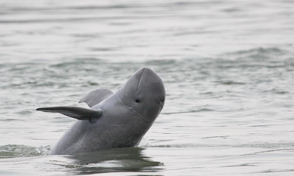 Mekong Irrawaddy dolphin Thumbnail